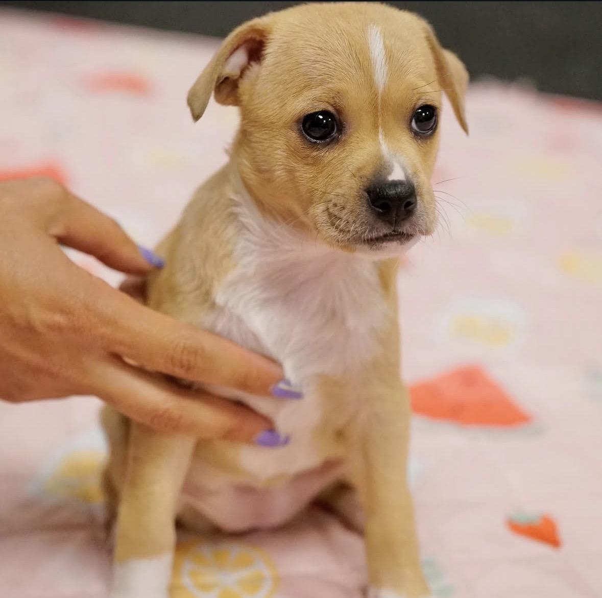 Enlarge Felicity, a Adoptable mixed breed in Pasadena, CA image 1/1