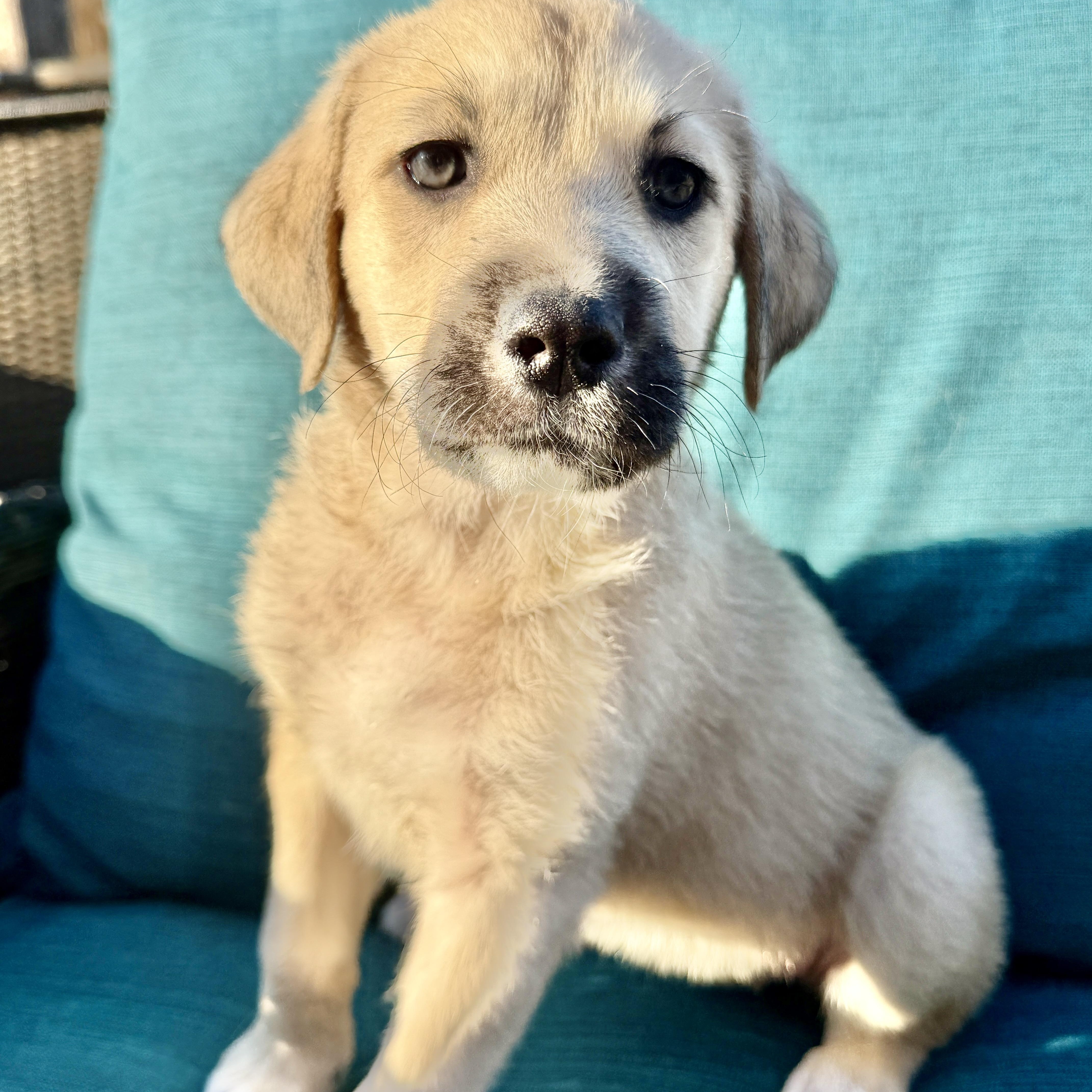 Kiwi — thumbnail 2