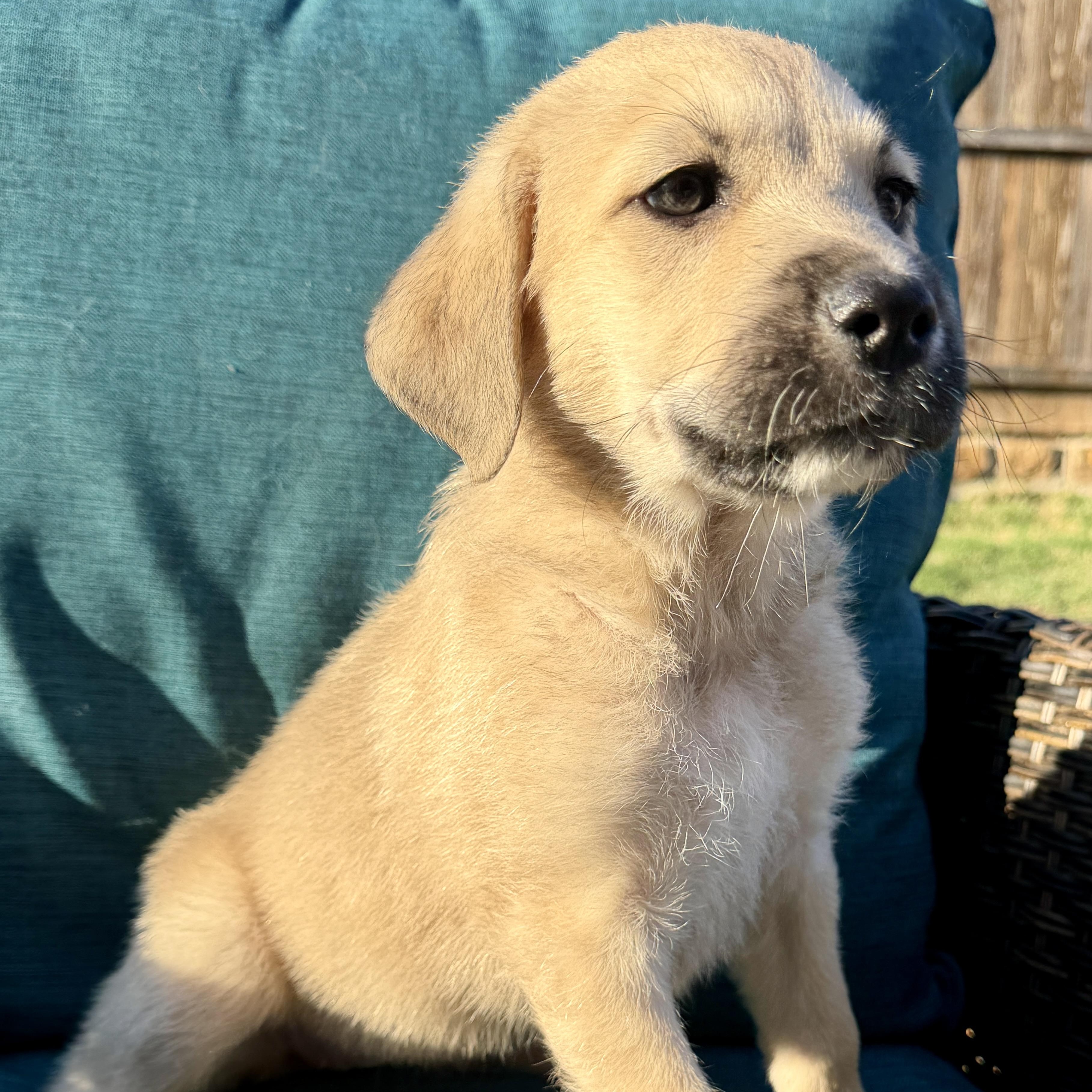 Kiwi — thumbnail 3