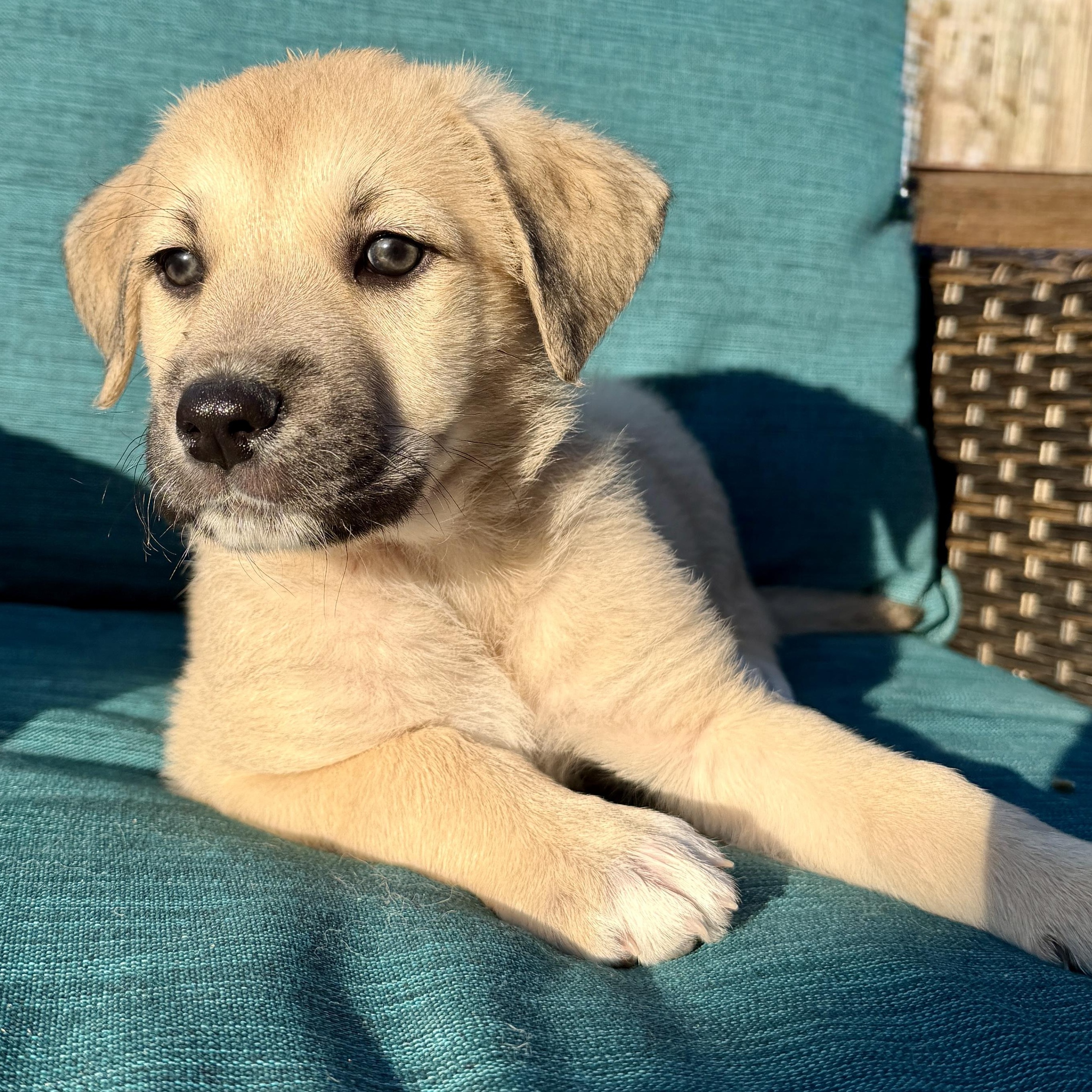 Kiwi — thumbnail 5