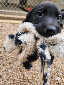 Enlarge London, a Adoptable Labrador Retriever in Austin, TX image 1/1