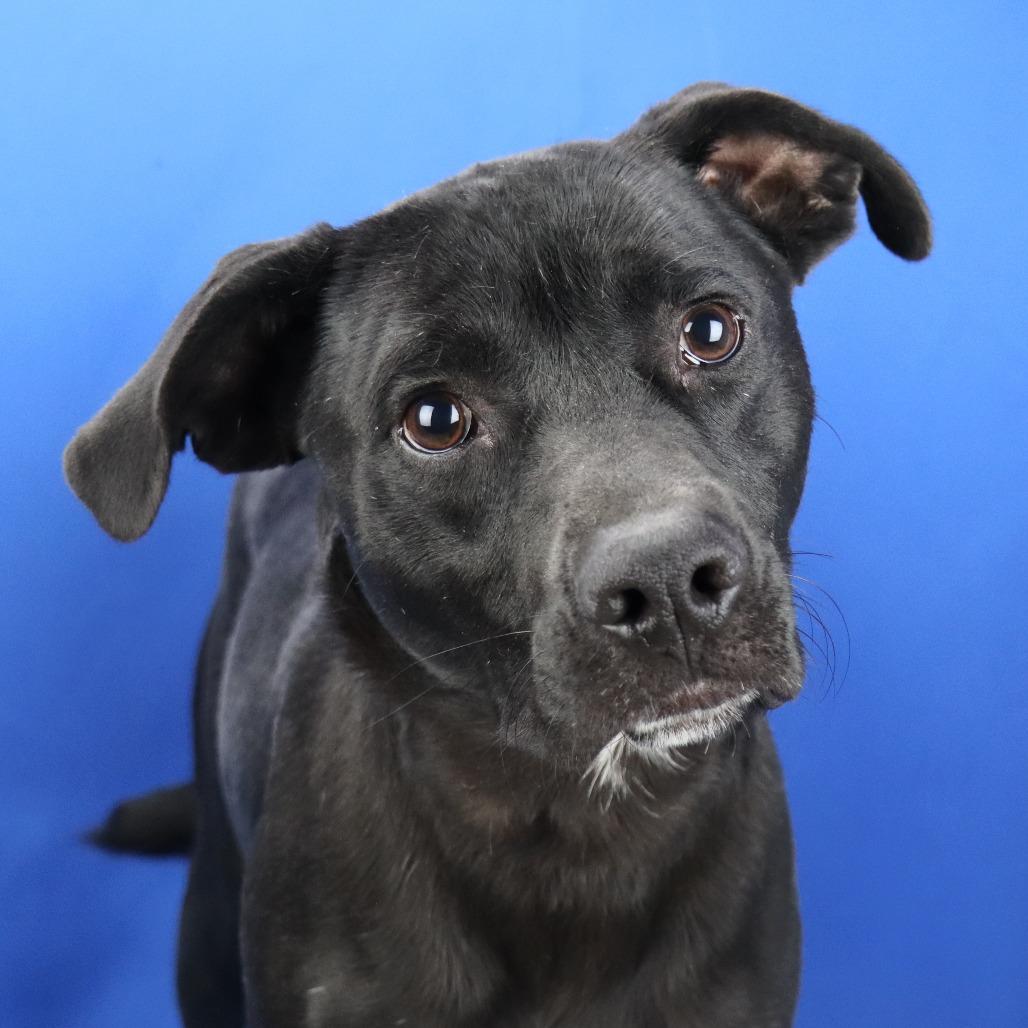 Milam - 122001T, a Adoptable mixed breed in Tupelo, MS image 2/3