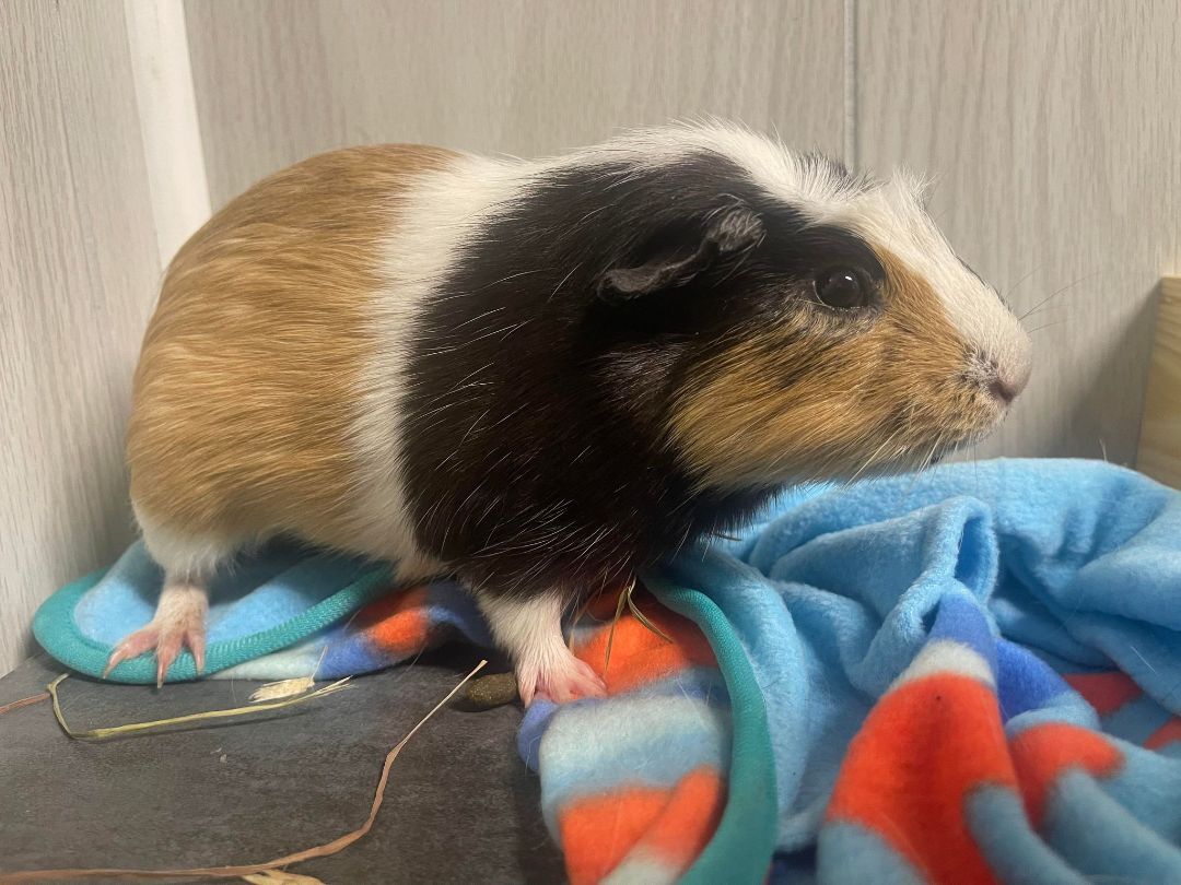 Zipper, a Adoptable Guinea Pig in Troy, AL image 1/4