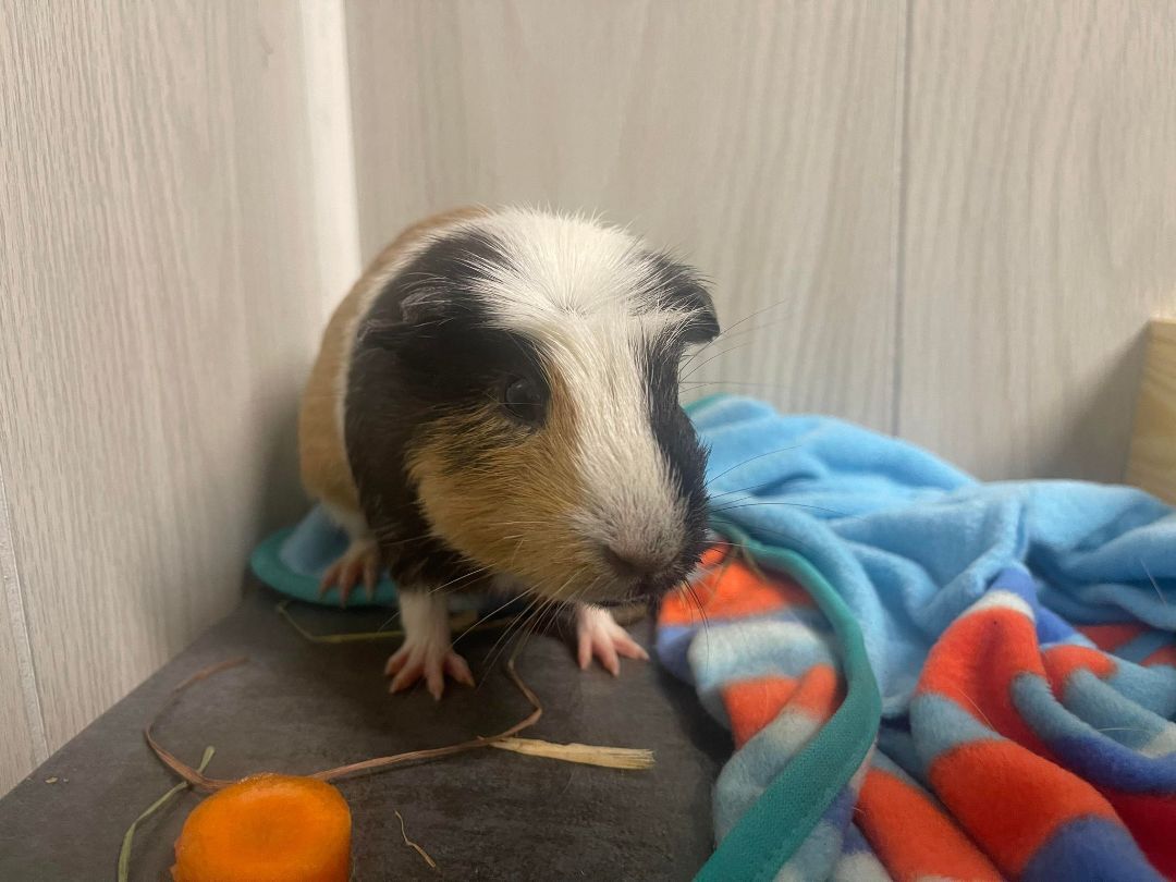 Zipper, a Adoptable Guinea Pig in Troy, AL image 2/4