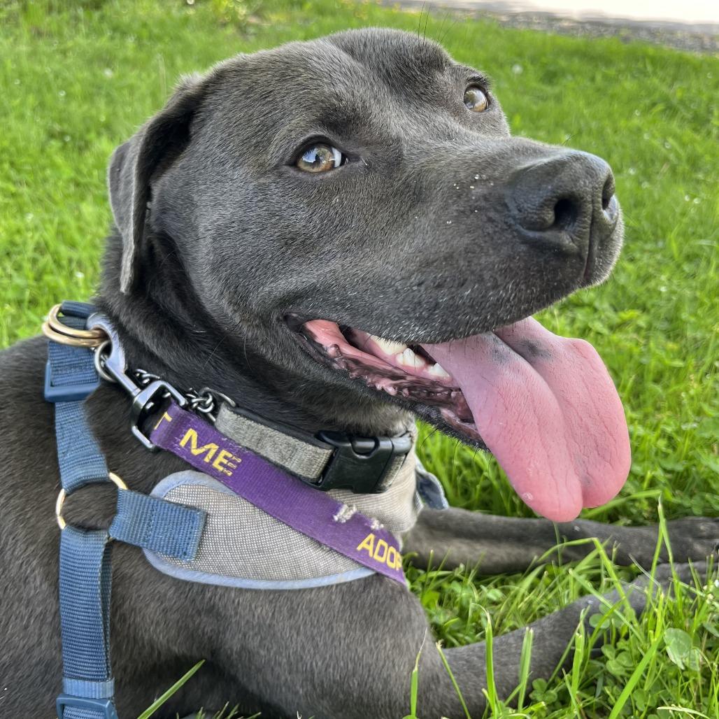 Enlarge PupPup, a Adoptable Pit Bull Terrier in Walden, NY image 1/5