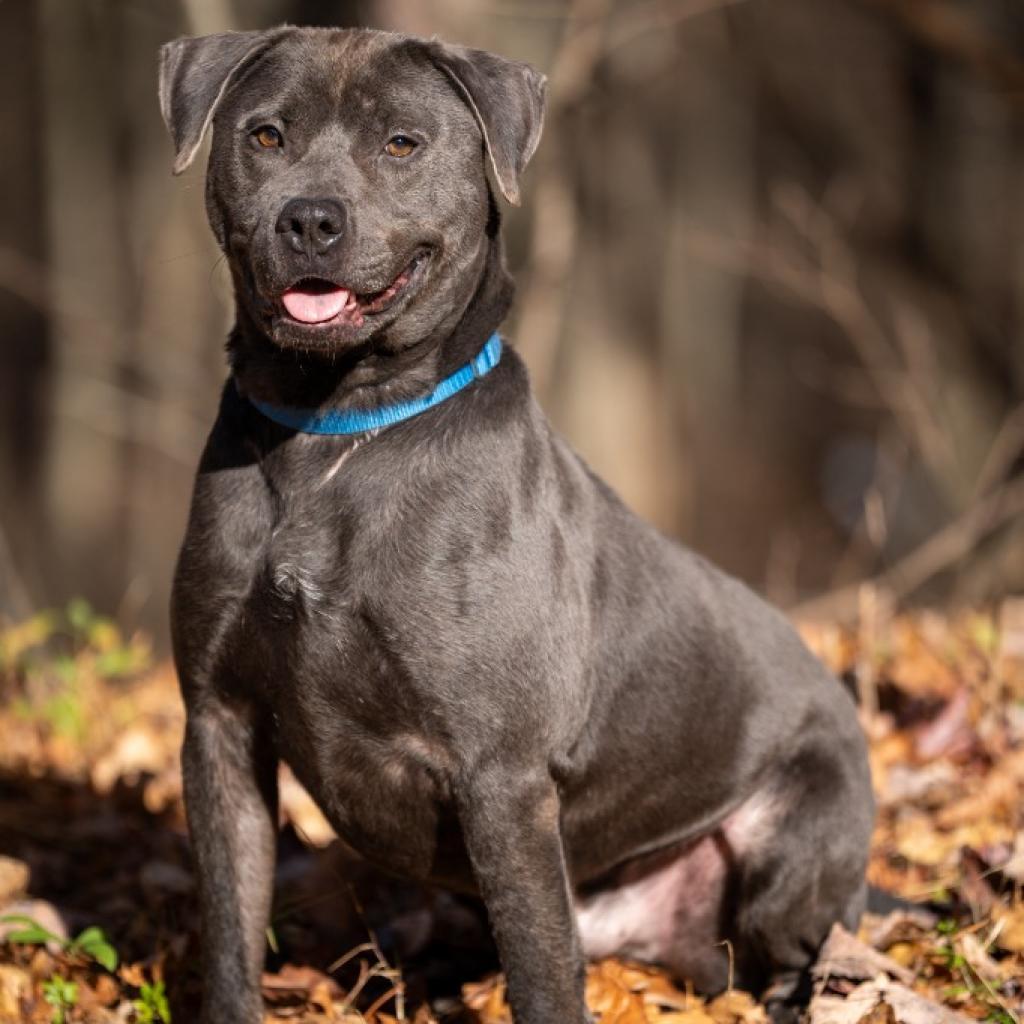 Enlarge PupPup, a Adoptable Pit Bull Terrier in Walden, NY image 5/5