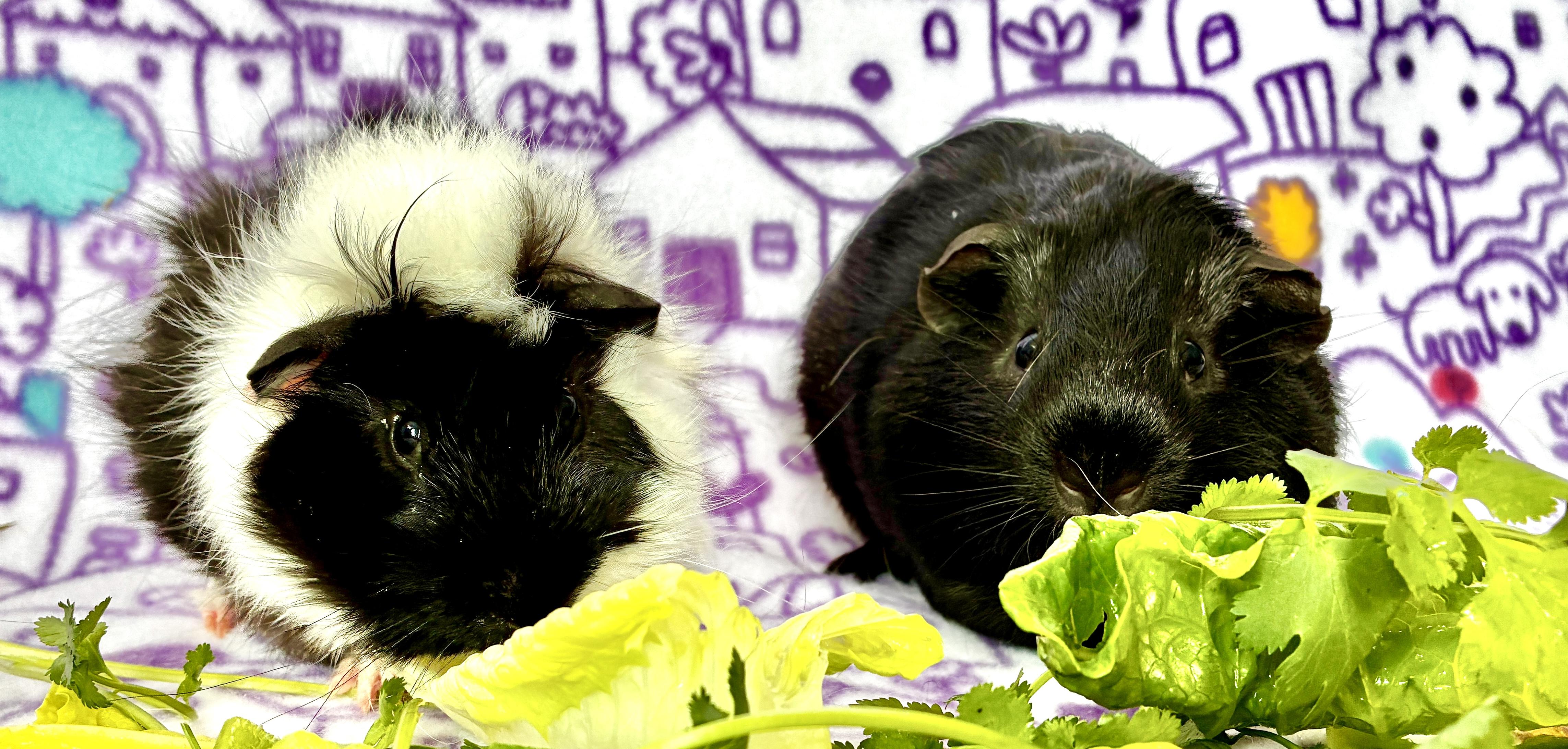 Clover and Shaun, a ADOPTABLE Guinea Pig in Anaheim, CA image 2/3