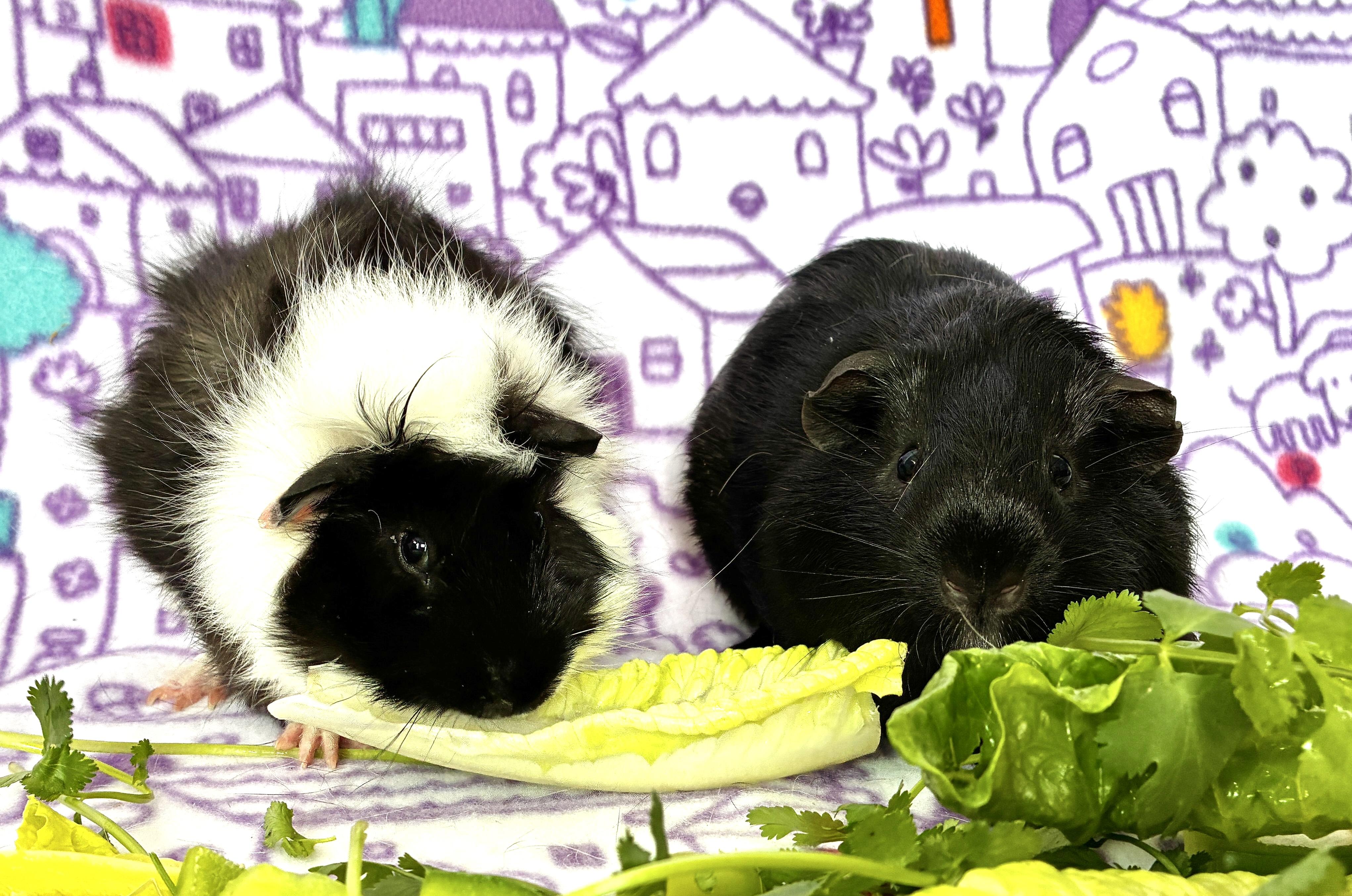 Clover and Shaun, a ADOPTABLE Guinea Pig in Anaheim, CA image 3/3
