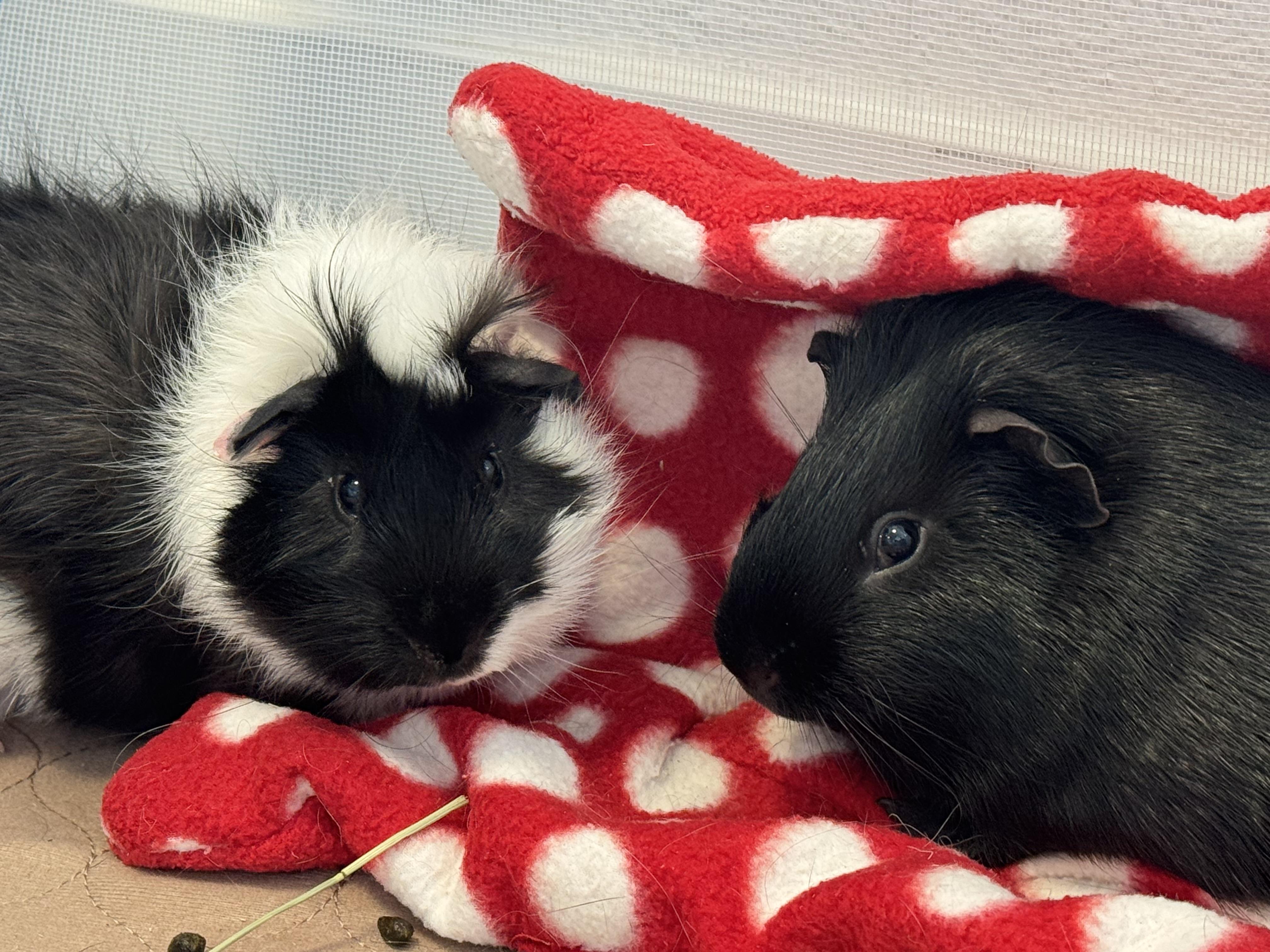 Clover and Shaun, a ADOPTABLE Guinea Pig in Anaheim, CA image 1/3