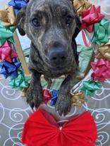 Enlarge Birdie, a Adoptable mixed breed in Moline, IL image 1/1