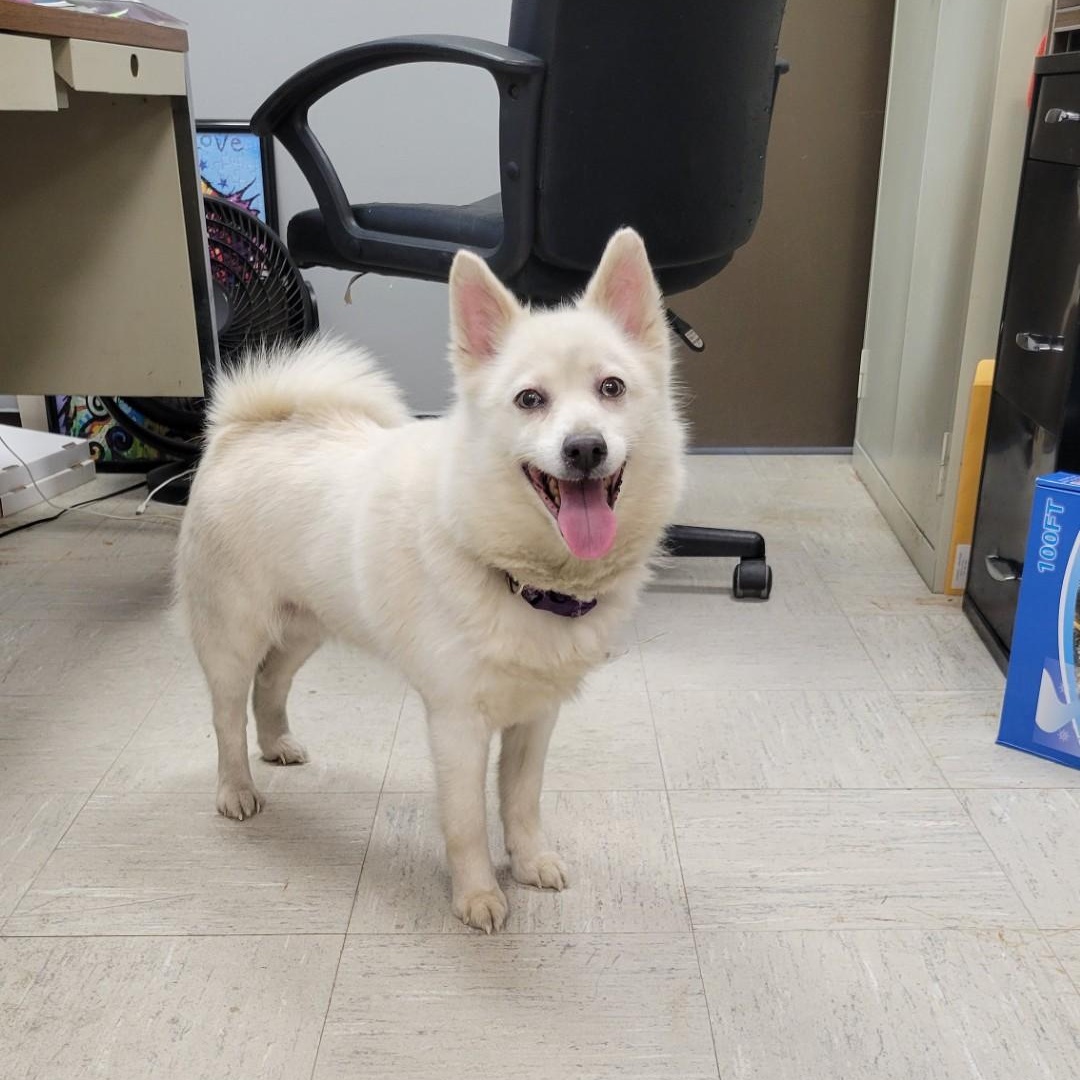 Enlarge Serina, a Adopted Pomsky in Lincoln, IL image 2/3