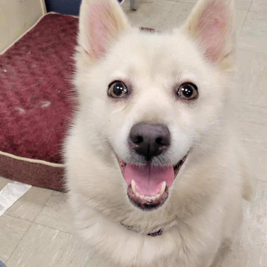 Enlarge Serina, a Adopted Pomsky in Lincoln, IL image 3/3