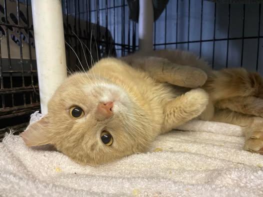 Butterscotch, Adoptable, Adult Male Domestic Short Hair.