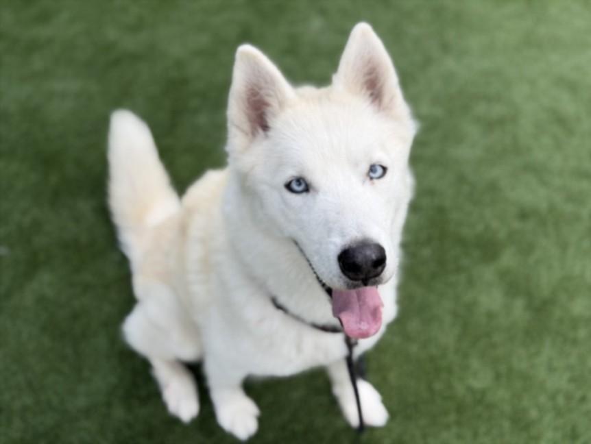GOHAN, Adoptable, Senior Male Siberian Husky.