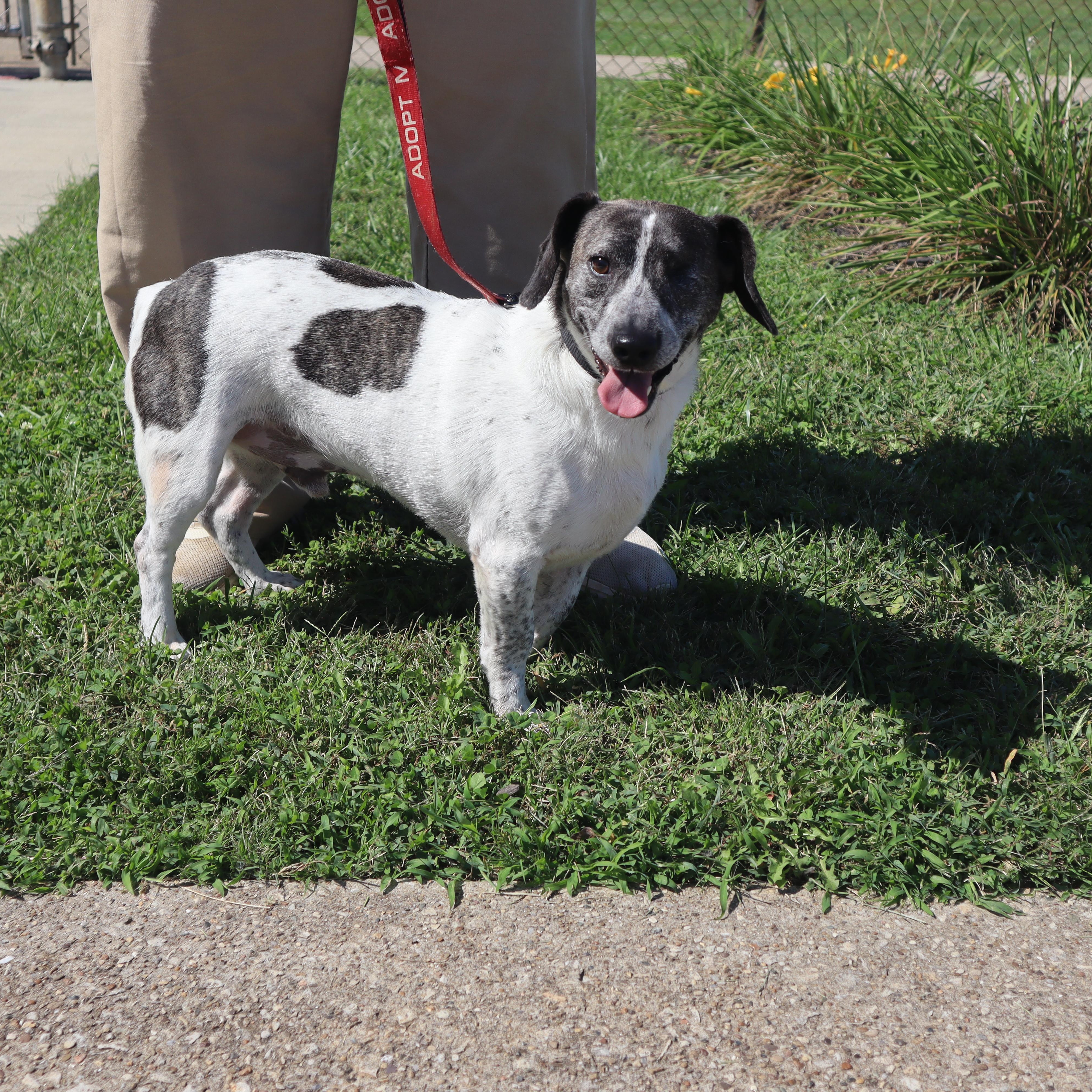 Chip - Paws Behind Bars Prison Trained, Adoptable, Adult Male Hound & Dachshund.