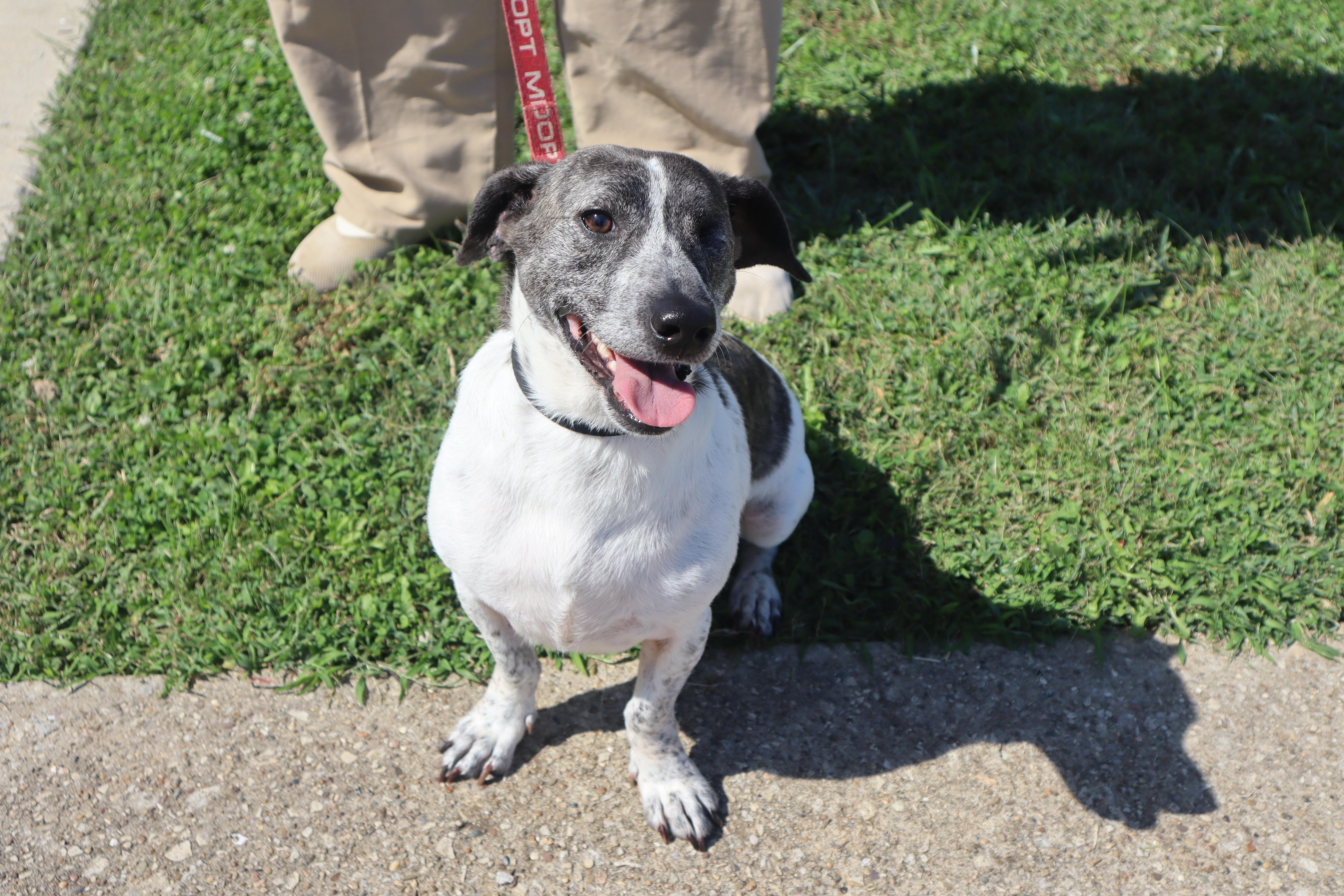 Enlarge Chip - Paws Behind Bars Prison Trained, a Adoptable mixed breed in Goshen, KY image 2/3