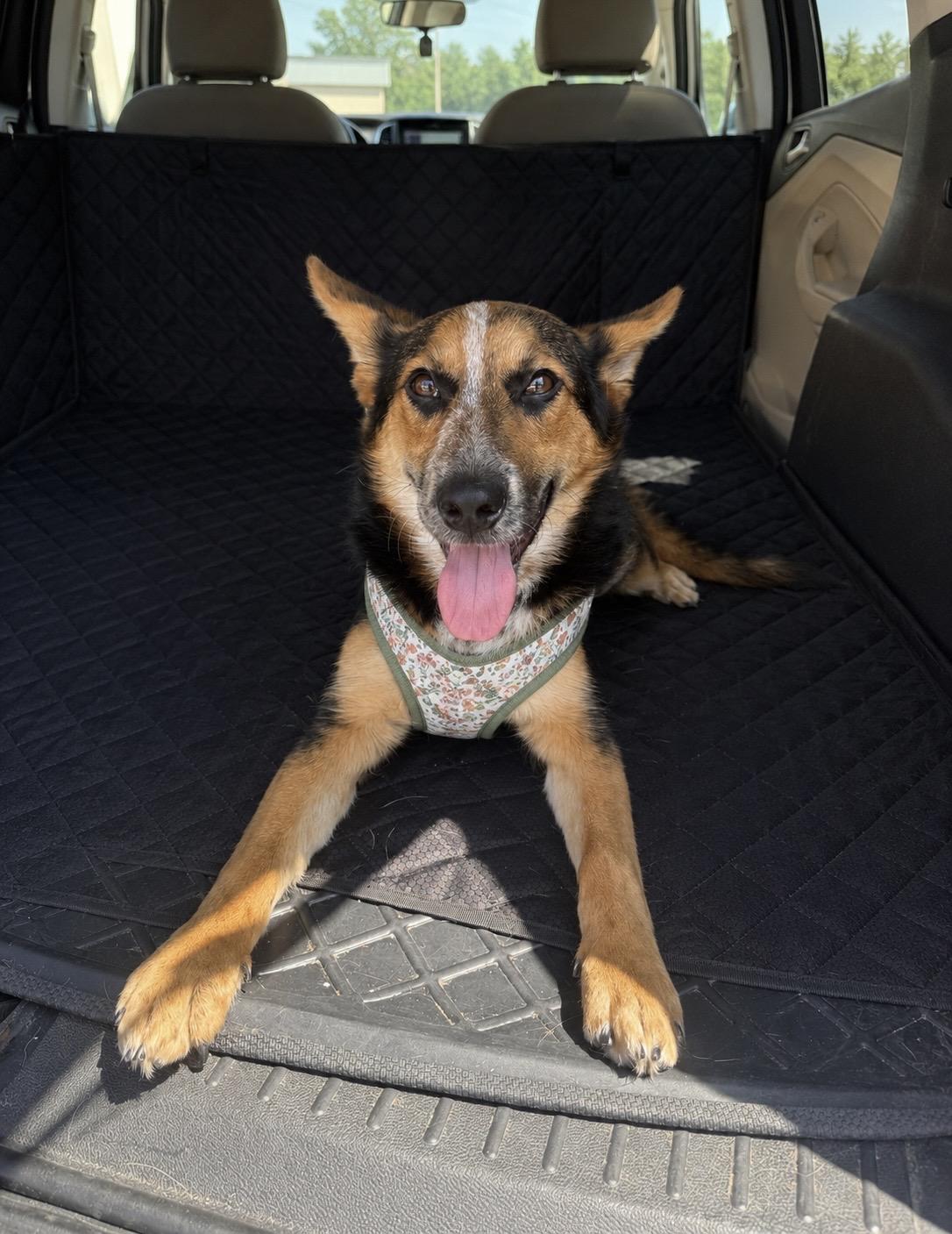 Ava, an adopted mixed breed in Baton Rouge, LA image 2/2