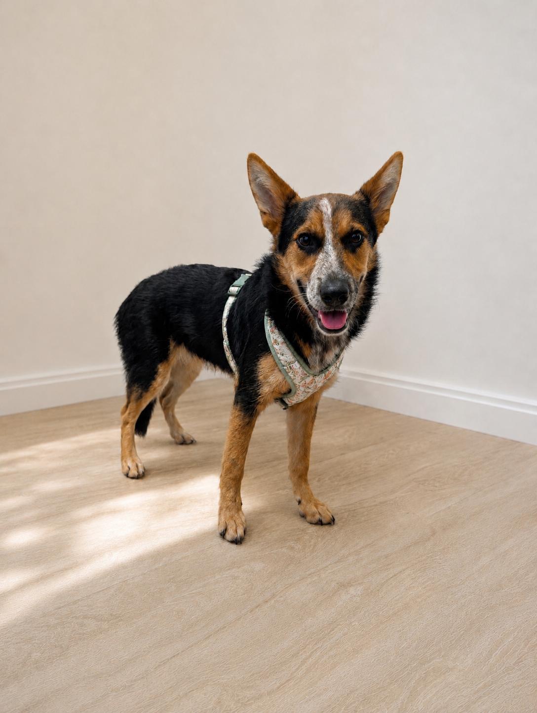 Ava, an adopted mixed breed in Baton Rouge, LA image 1/2