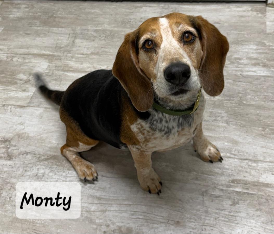 Monty, ADOPTABLE, Adult Male Beagle.