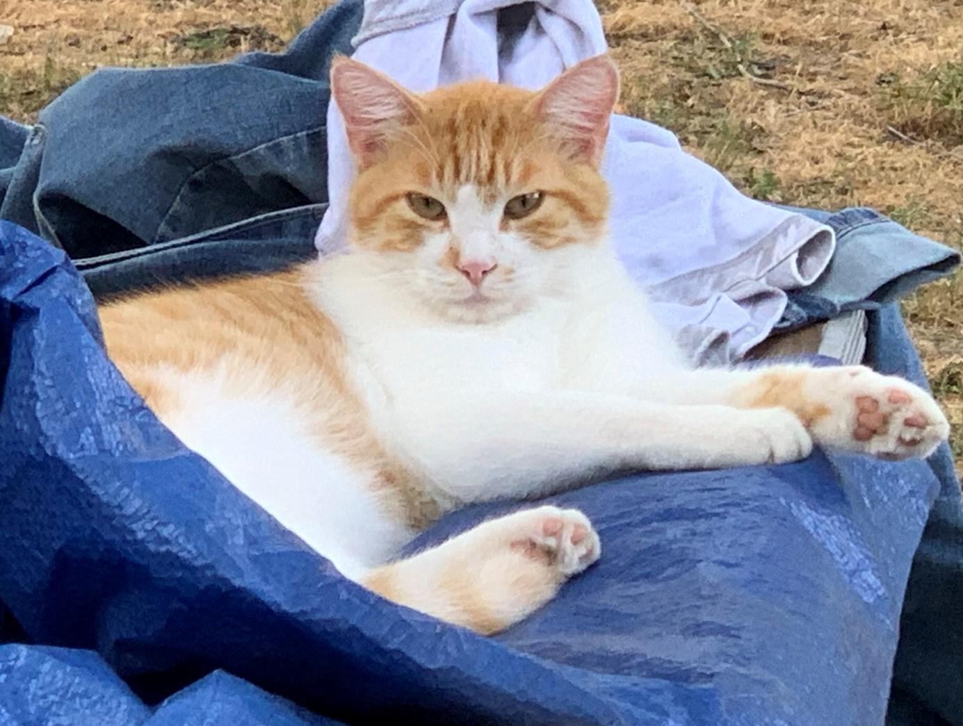 Paxton, a Adoptable Domestic Short Hair in Fairfield, IA image 3/3
