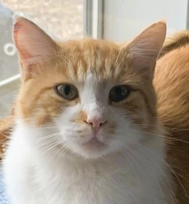 Paxton, Adoptable, Adult Male Domestic Short Hair.