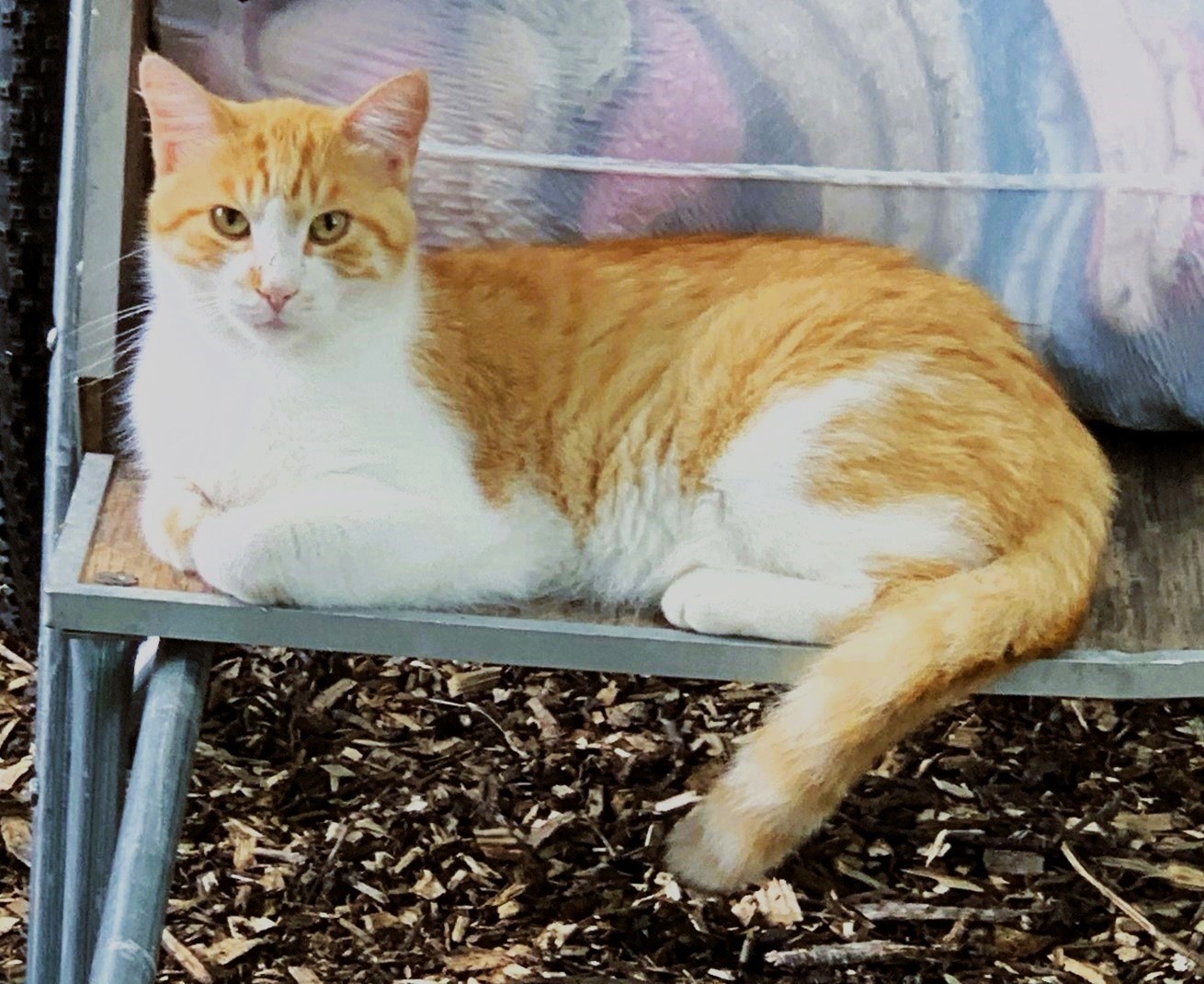 Paxton, a Adoptable Domestic Short Hair in Fairfield, IA image 2/3