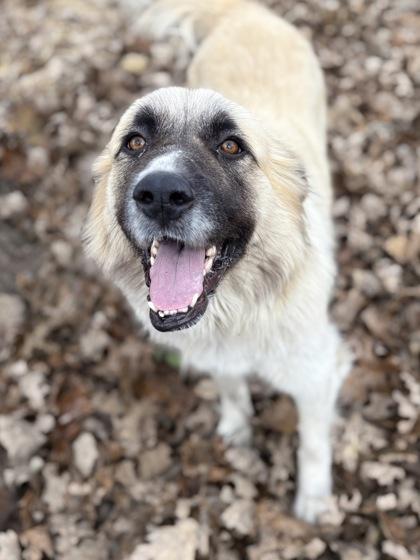 Sailor, Adoptable, Adult Female Anatolian Shepherd & Mixed Breed.