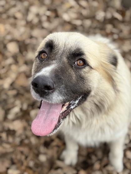 Sailor, a Adoptable mixed breed in Bartlesville, OK image 2/3