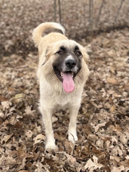 Sailor, a Adoptable mixed breed in Bartlesville, OK image 3/3