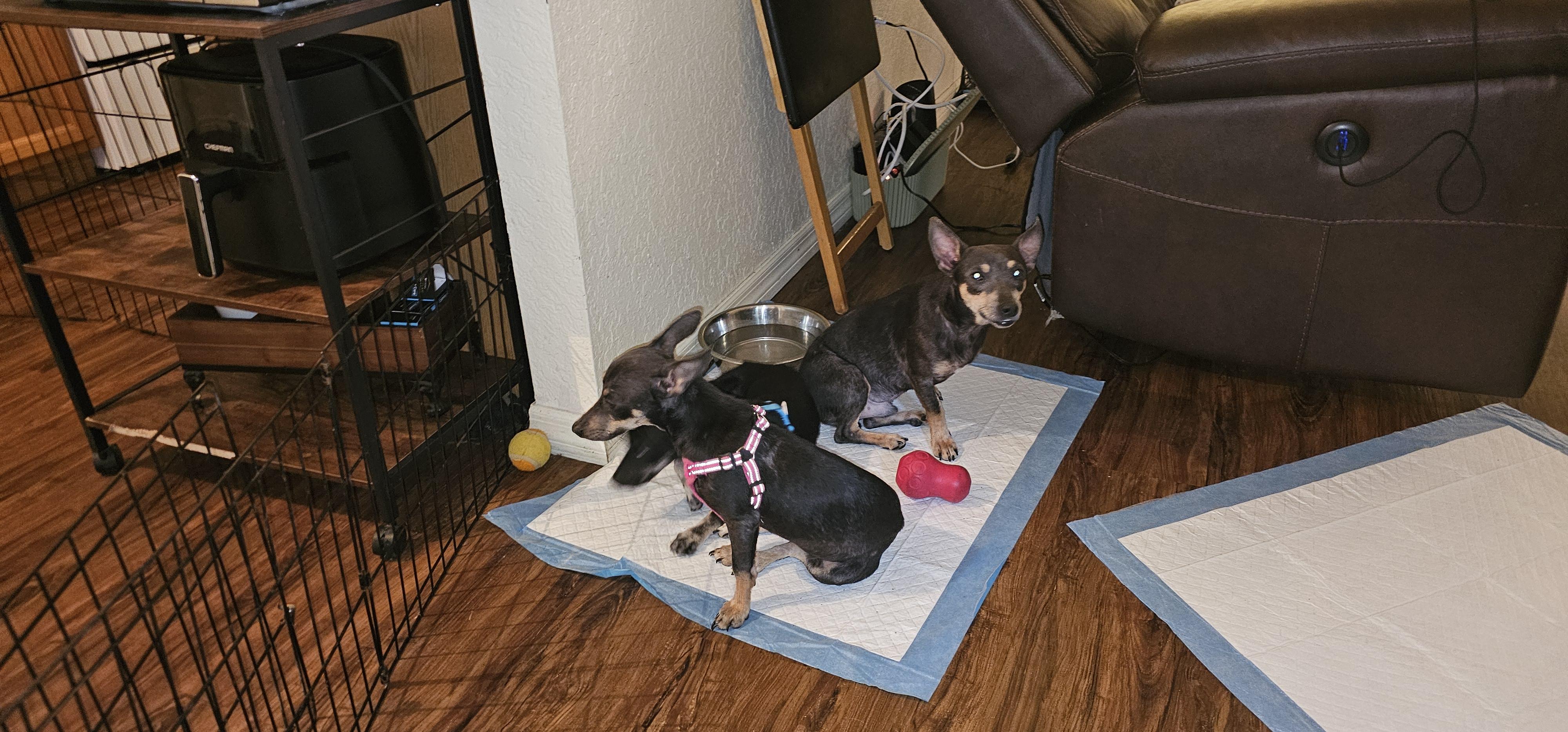 Enlarge Jonah, a Adoptable mixed breed in Weeki Wachee, FL image 2/6