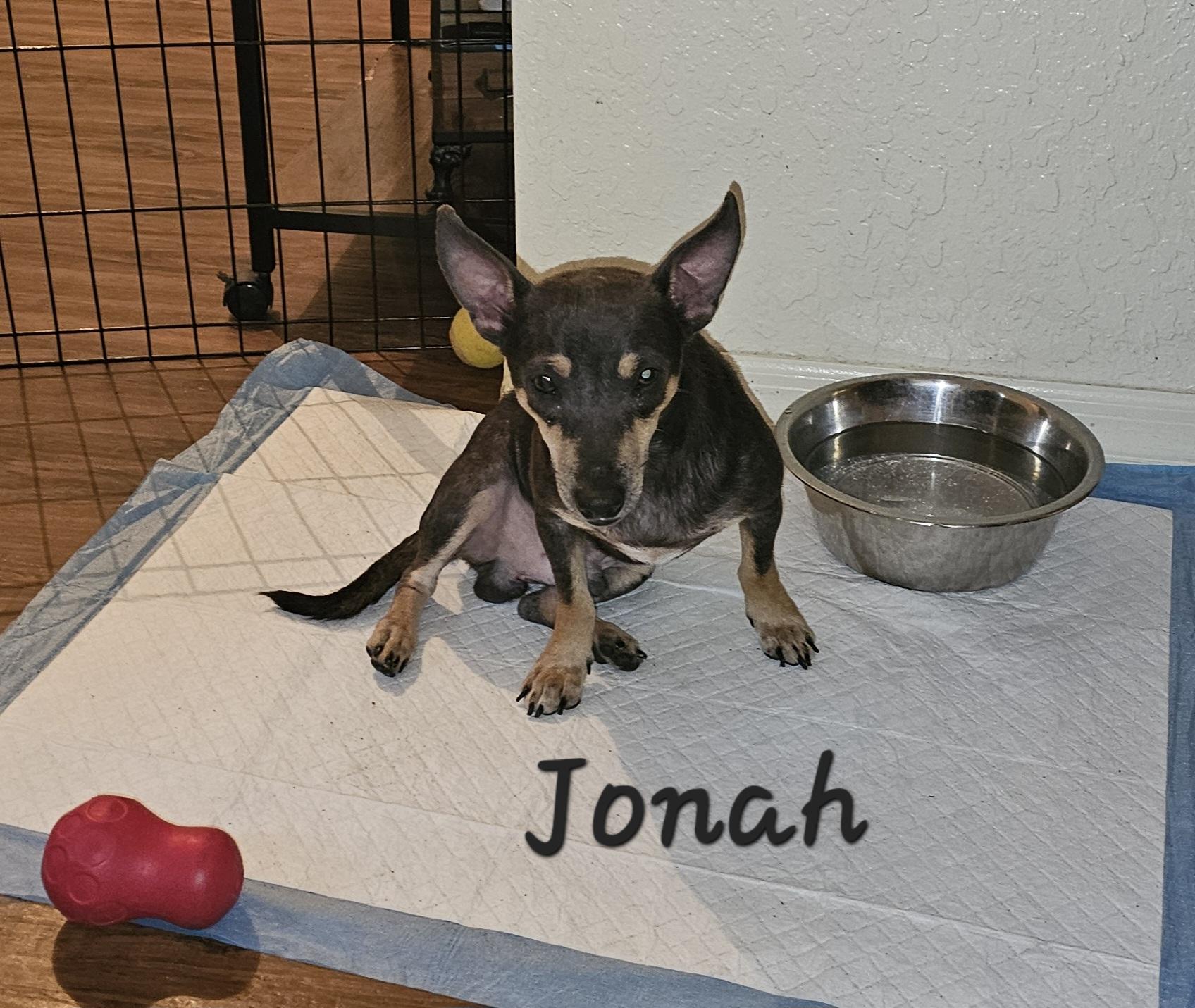 Enlarge Jonah, a Adoptable mixed breed in Weeki Wachee, FL image 4/6