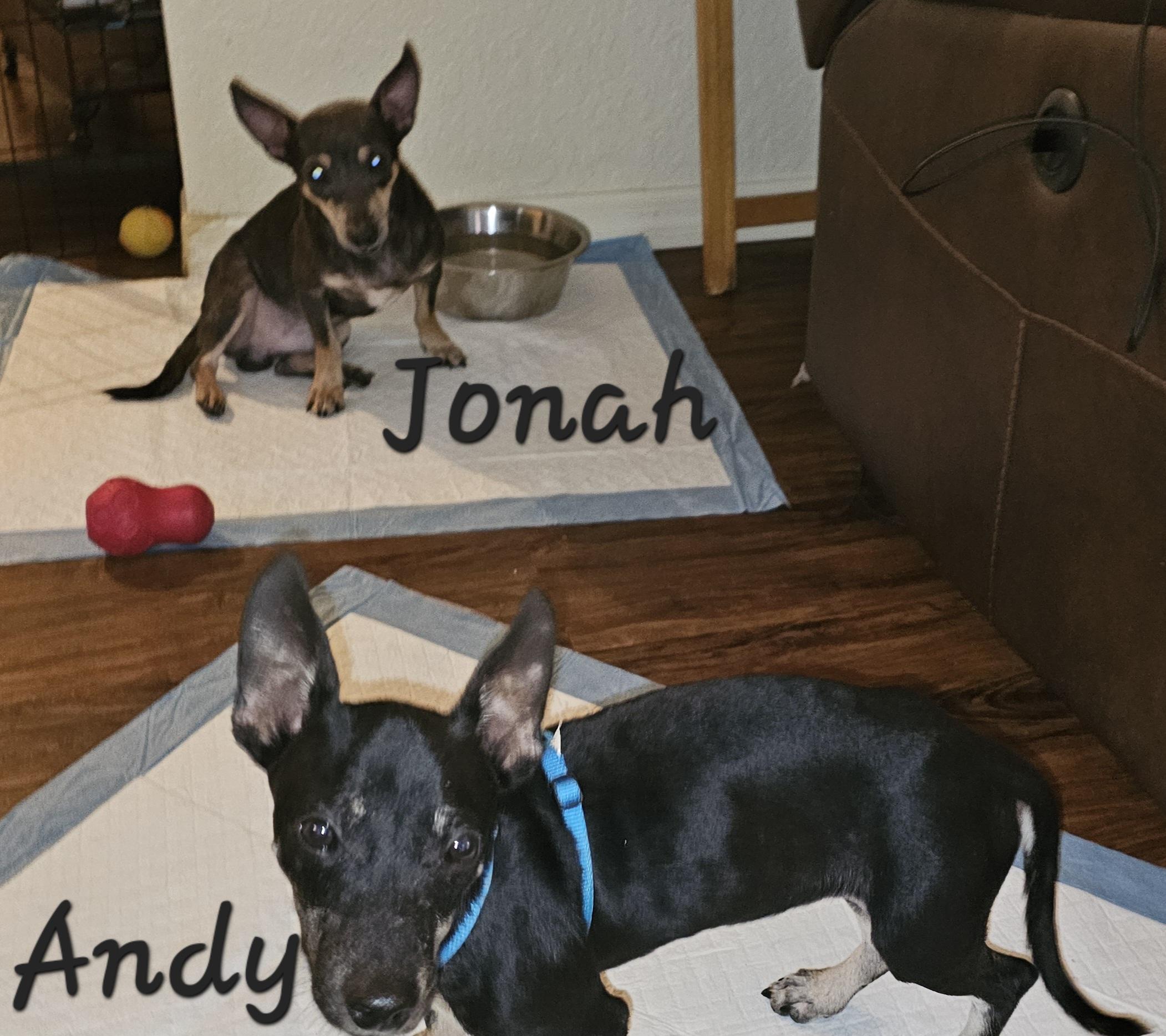 Enlarge Jonah, a Adoptable mixed breed in Weeki Wachee, FL image 3/6