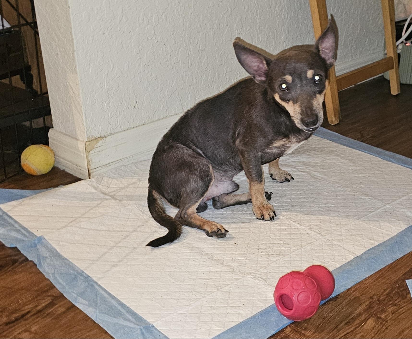 Enlarge Jonah, a Adoptable mixed breed in Weeki Wachee, FL image 1/6