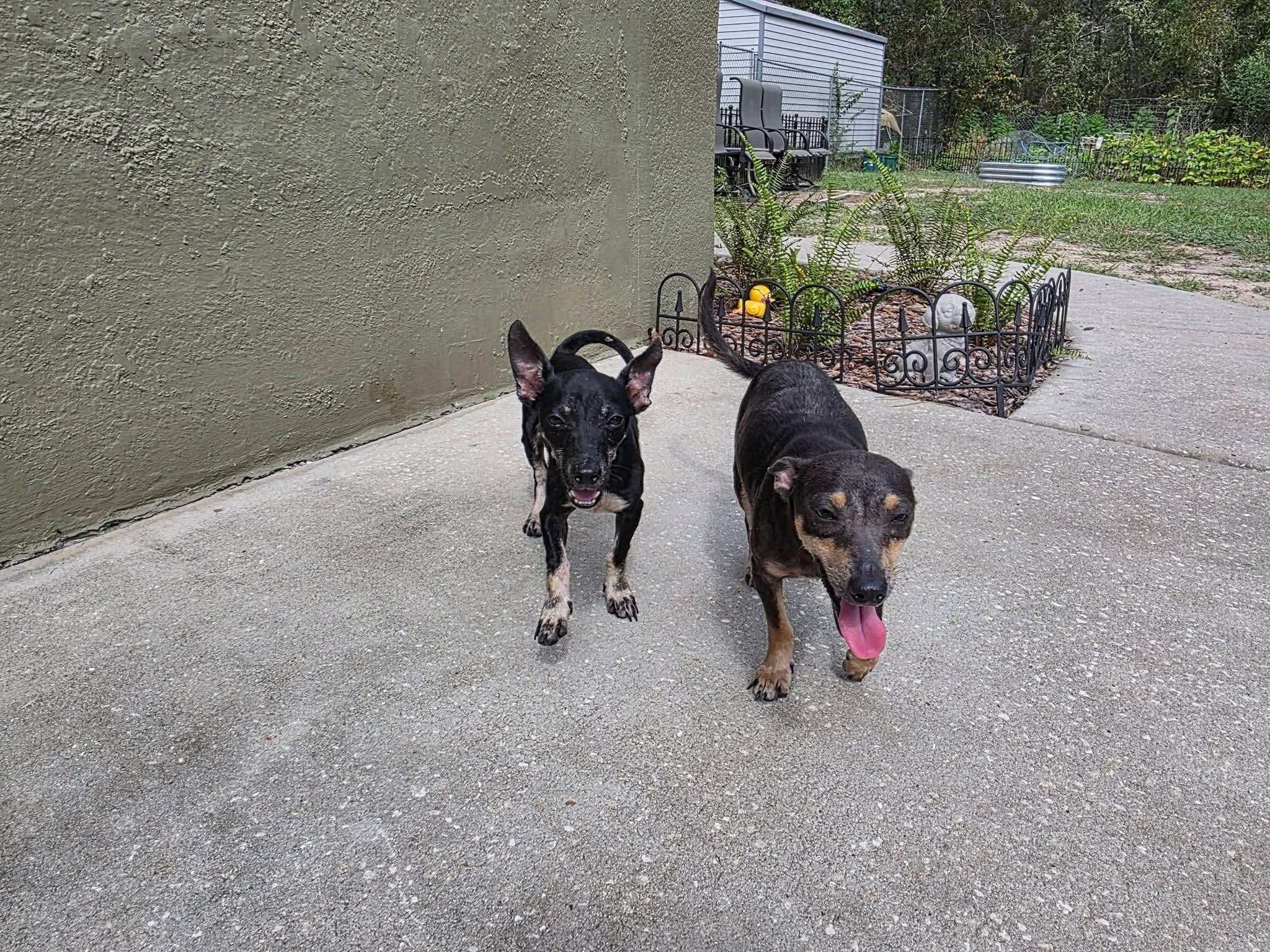 Enlarge Jonah, a Adoptable mixed breed in Weeki Wachee, FL image 5/6