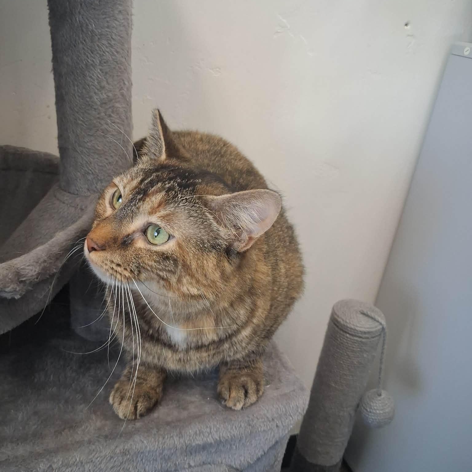 Enlarge Lady Tremaine, a ADOPTABLE Domestic Short Hair in Roosevelt, UT image 4/5