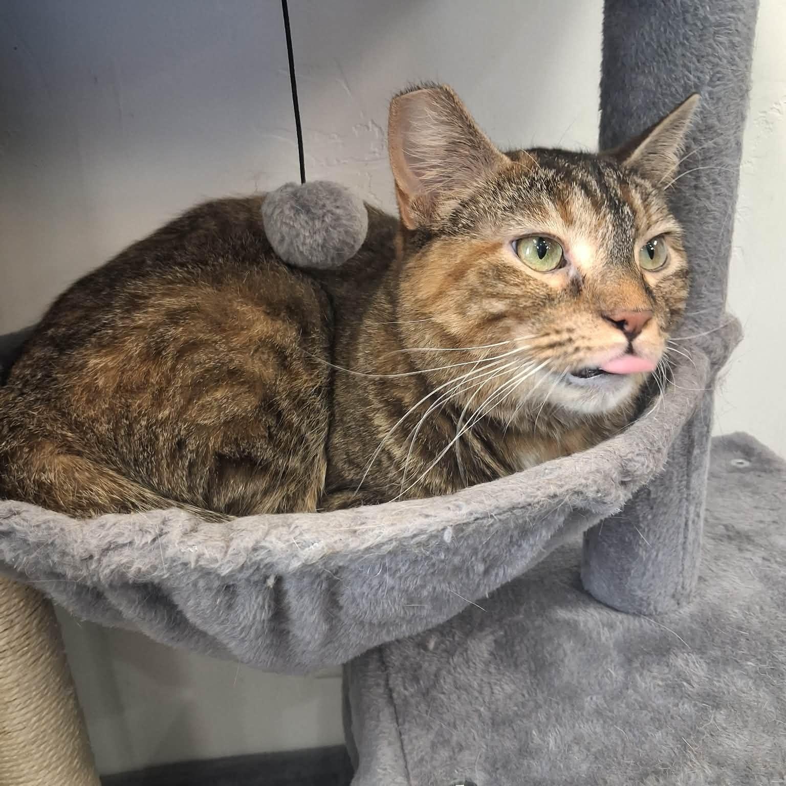 Enlarge Lady Tremaine, a ADOPTABLE Domestic Short Hair in Roosevelt, UT image 2/5