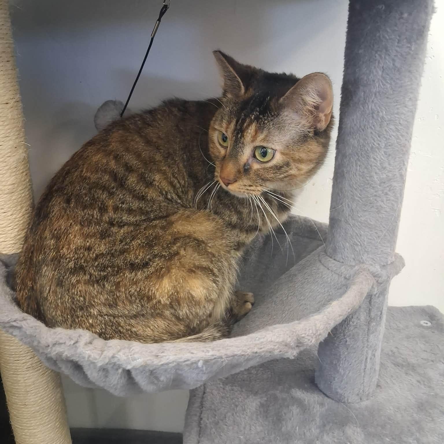 Enlarge Lady Tremaine, a ADOPTABLE Domestic Short Hair in Roosevelt, UT image 5/5