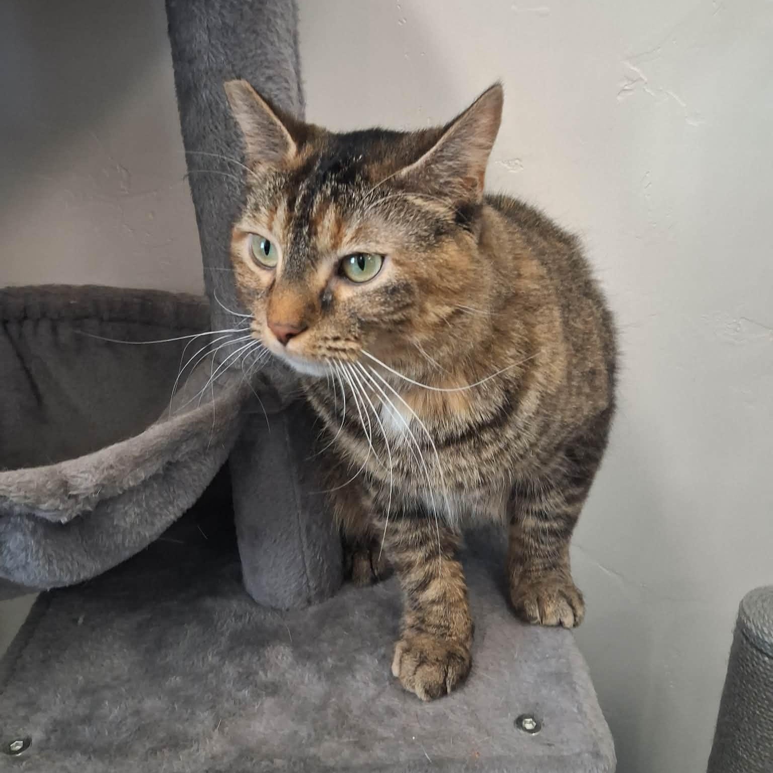 Enlarge Lady Tremaine, a ADOPTABLE Domestic Short Hair in Roosevelt, UT image 3/5