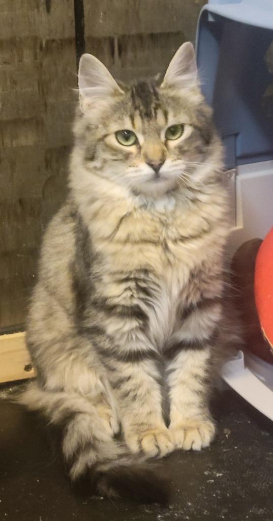 Chili Pepper — thumbnail 2