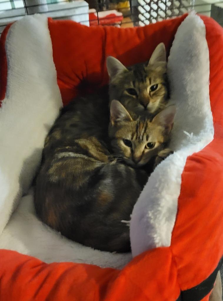 Chili Pepper — thumbnail 3