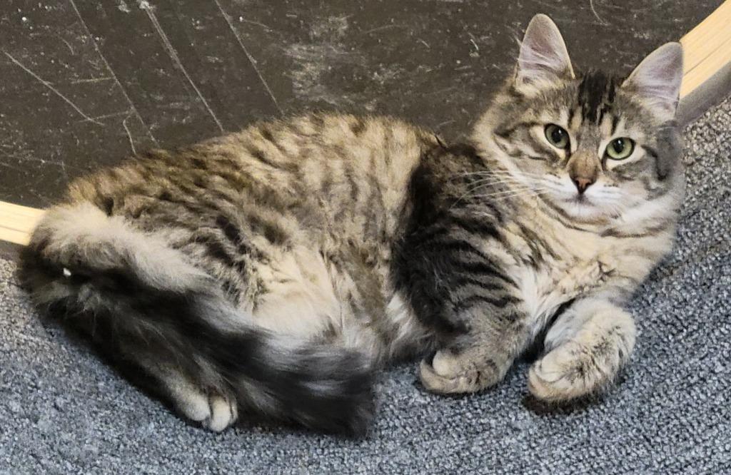 Chili Pepper — thumbnail 4