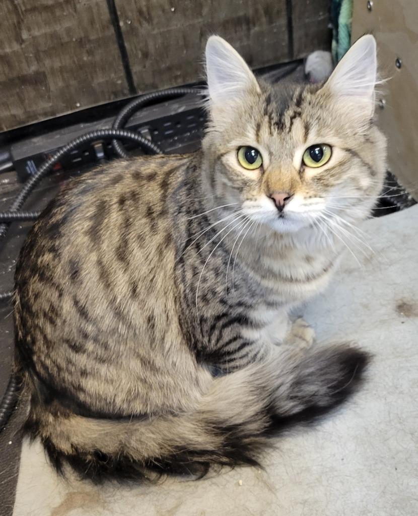 Chili Pepper — thumbnail 5