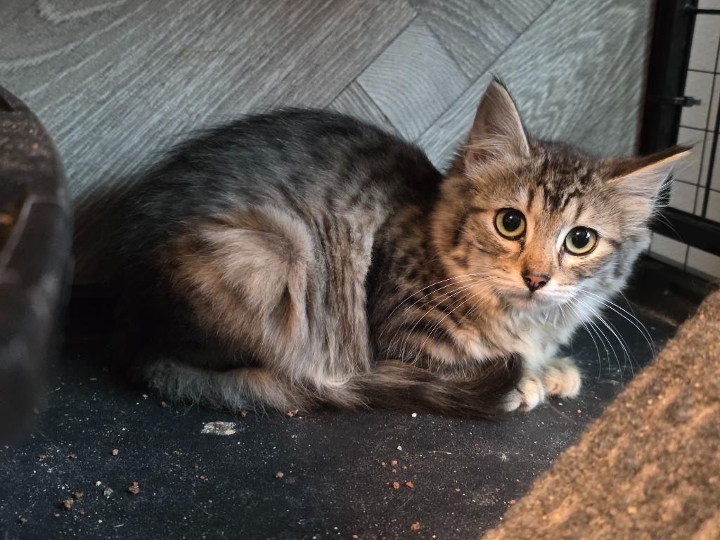 Chili Pepper — thumbnail 6