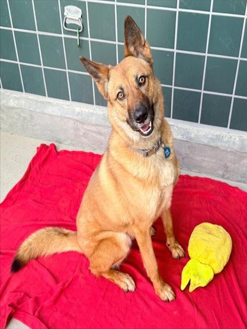 EVIE, Adoptable, Young Female Australian Cattle Dog / Blue Heeler & German Shepherd Dog.