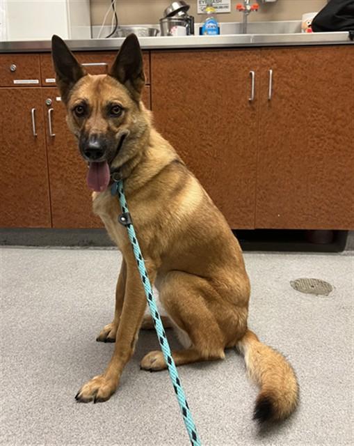 EVIE, Adoptable, Young Female Australian Cattle Dog / Blue Heeler & German Shepherd Dog.