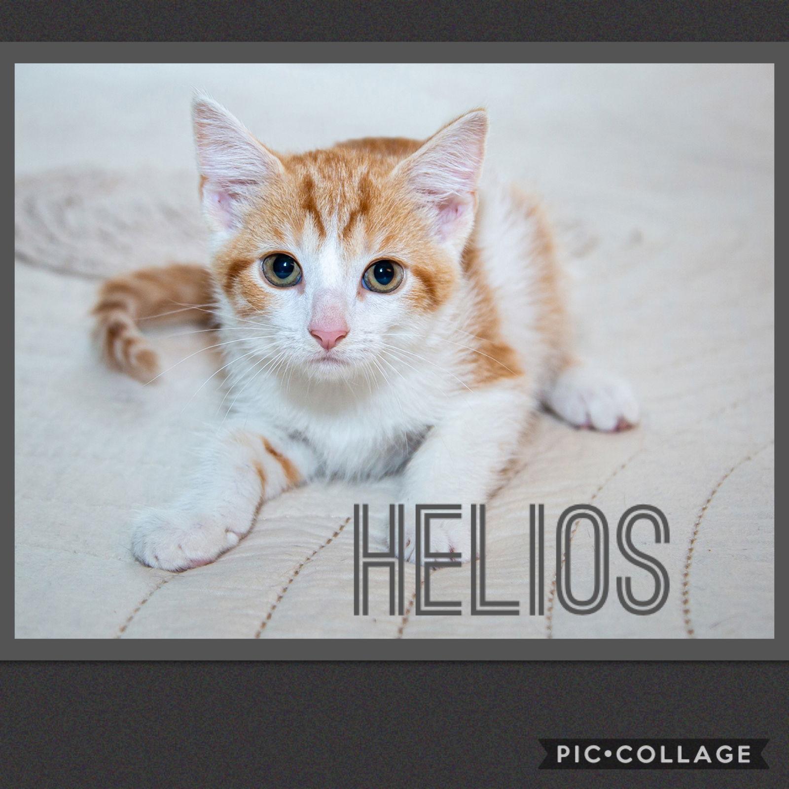 Helios, Adoptable, Young Male Tabby.