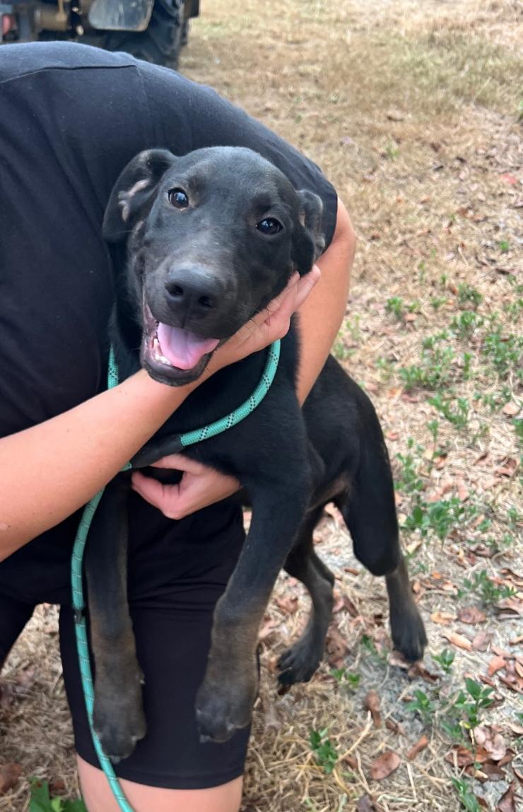 Enlarge Juan, a Adoptable mixed breed in Zimmerman, MN image 1/1