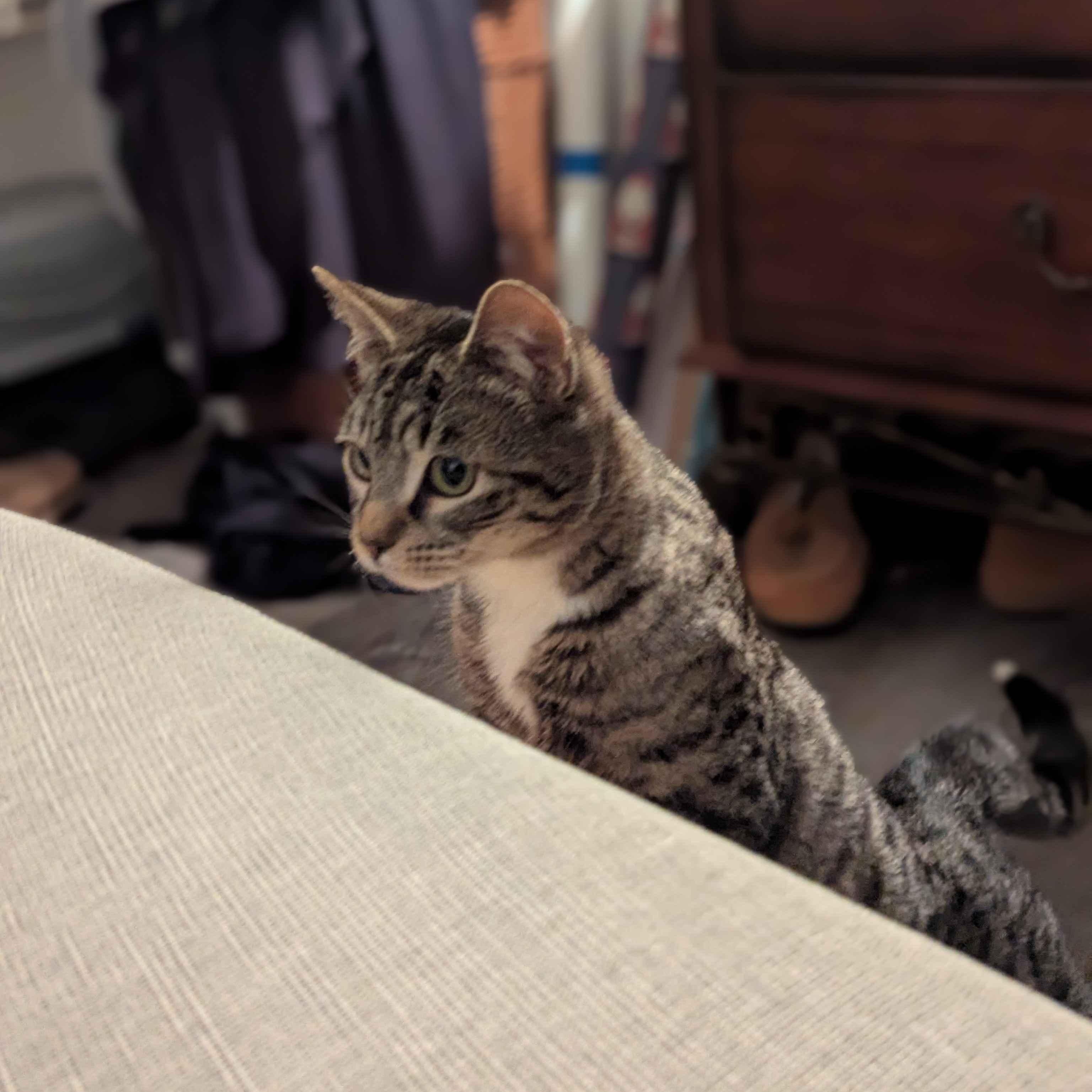 Enlarge Kenobi, a Adoptable Domestic Short Hair in Weehawken, NJ image 3/5