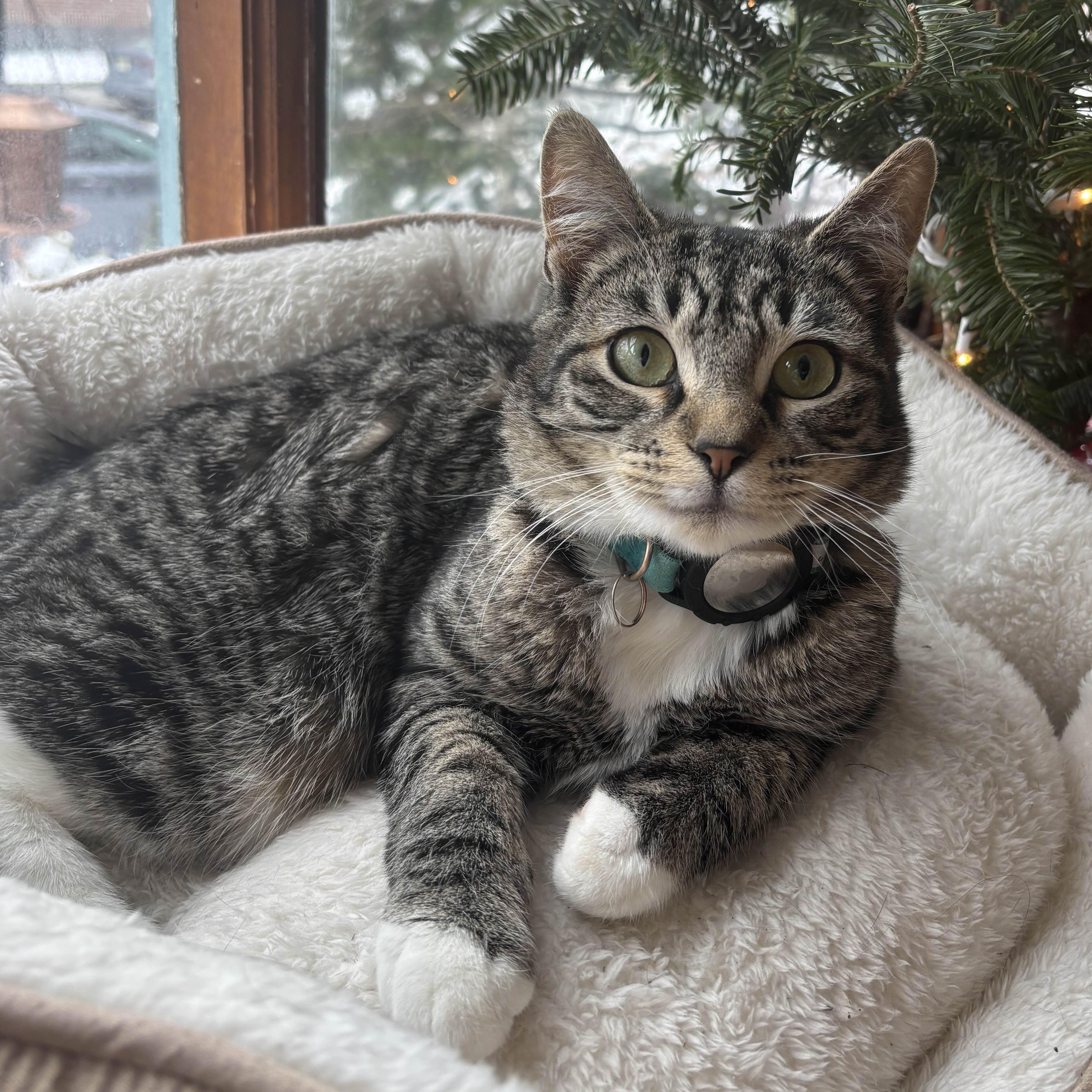 Kenobi, an adopted Domestic Short Hair in Weehawken, NJ image 2/6