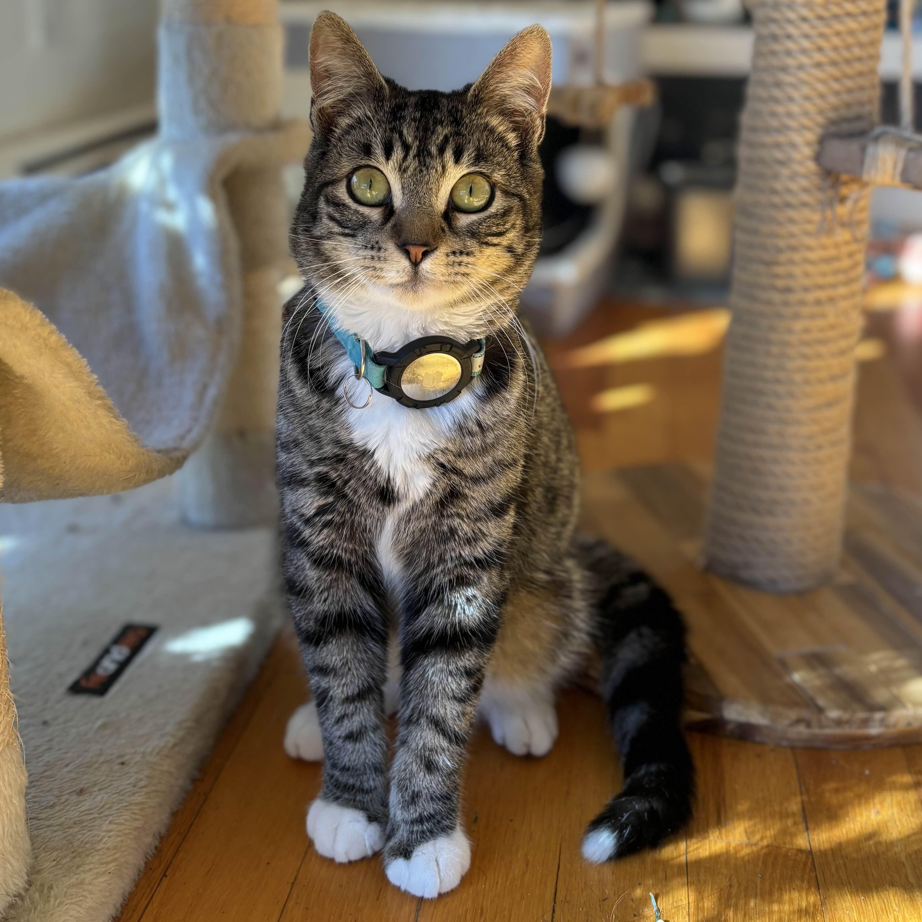 Kenobi, an adopted Domestic Short Hair in Weehawken, NJ image 1/6